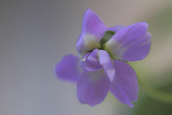 photo-violette-de-toulouse-par-sandra-malachowski