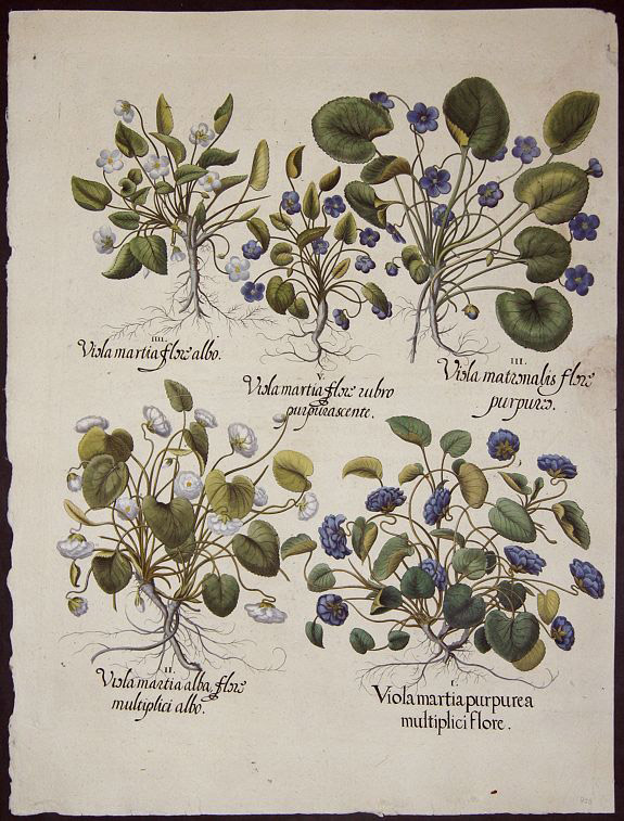 1613 : impression de la première planche botanique sur les violettes – La  violette de Toulouse